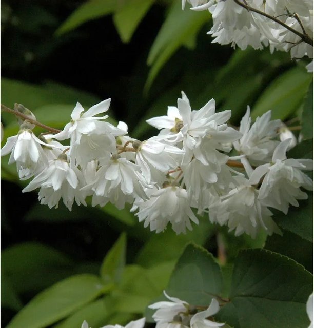 Gefüllter Sternchenstrauch Deutzia scabra Candidissima in Weiß, Höhe: 60-80 cm - Bild 1