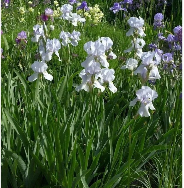 Schwertlilie Springtime Madonna Iris barbata weiße Beetpflanze von Nr-01.de - Bild 1