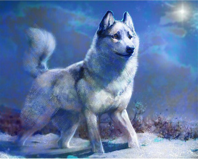 FIYO DIY 5D Voll-Diamantmalerei Wolf Kreuzstich-Set in Grau, Breite: 30 cm, Höhe: 20 cm - Bild 1