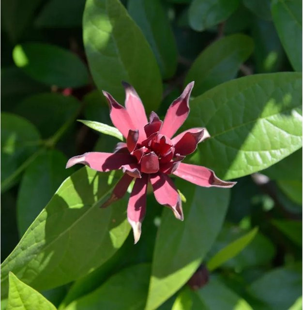 Calycanthus raulstonii Gewürzstrauch Aphrodite in Lila, Höhe: 80-100 cm - Bild 1