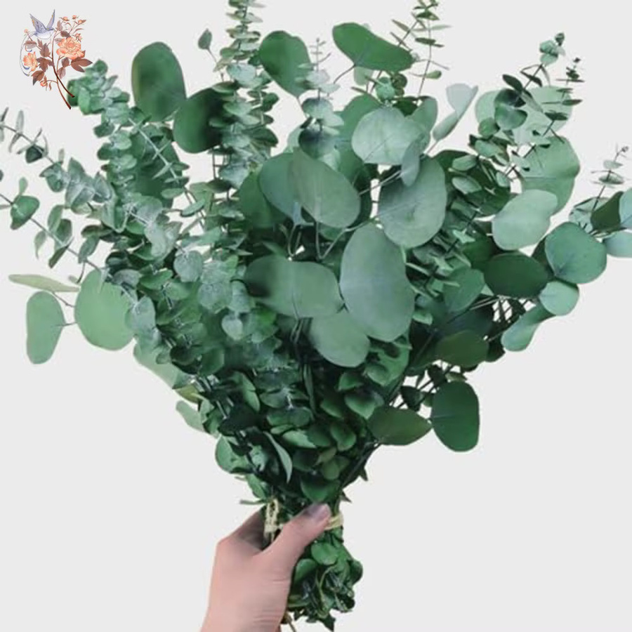 15 Stück getrockneter Eukalyptus-Silberdollar in Grün von YN HI FLOWER zur Dekoration - Bild 2