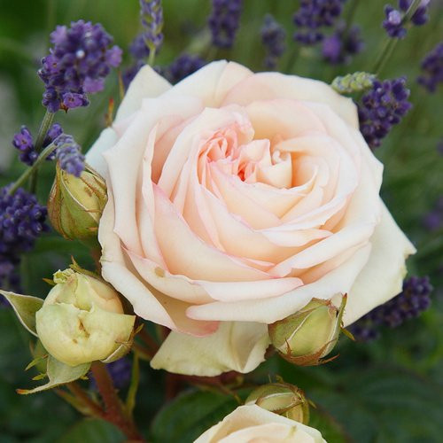KORDES ROSEN Edelrose Madame Anisette in Rosa mit creme-beigen gefüllten Blüten - Bild 1