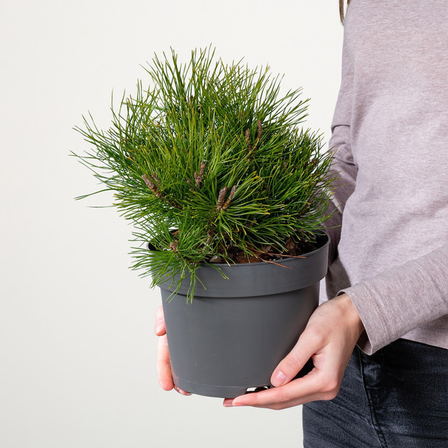Bergkiefer Mughus Pinus von BLUME2000 als Konifere und Strauch - Bild 1