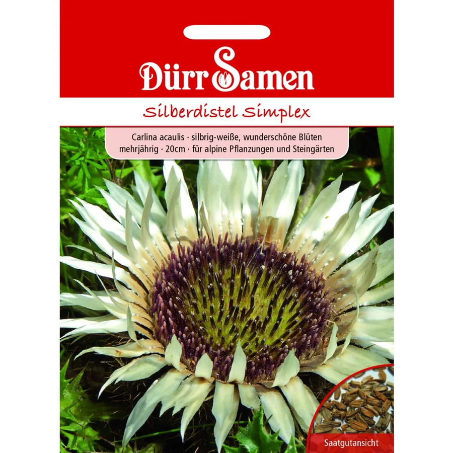 Dürr Samen Silberdistel Simplex Silbrig-Weiß Mehrjährig Saatgut 25 g - Bild 2