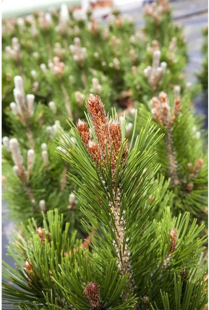Pinus Heldreichii Little Dracula Bosnische Kiefer Kompakt, Grüne Koniferen-Zierpflanze, Höhe: 30 cm - Bild 1