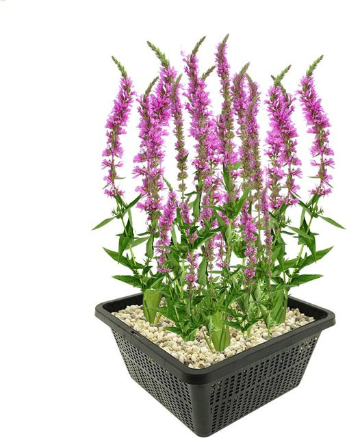 Vdvelde Blutweiderich Lythrum zur Teichbepflanzung, lila blühend, winterhart, 9 Stück - Bild 1
