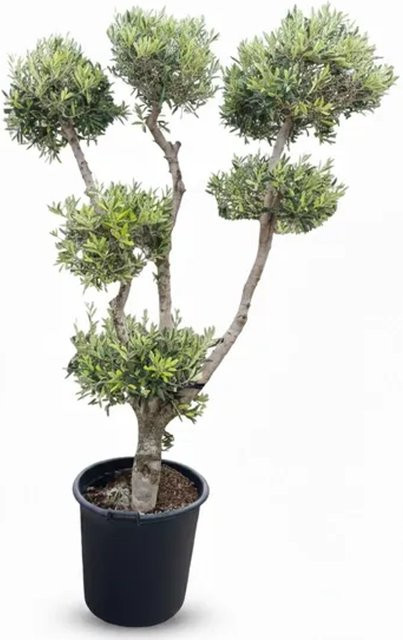 Sunny-Tree Olivenbaum Olea Europaea Pompon, 20 Jahre alt, winterhart und kugelförmig, Höhe: 220 cm - Bild 1