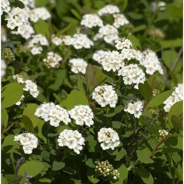 Birkenblättrige Spiere Spiraea betulifolia Zierstrauch von Nr-01.de, Höhe: 30-40 cm - Bild 1