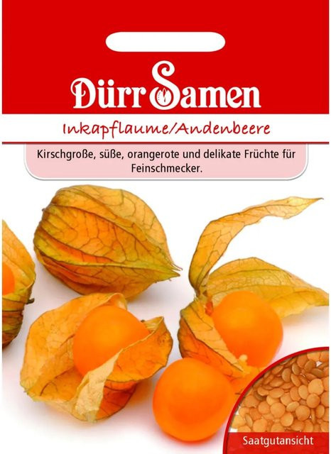 Dürr Samen Inkapflaume Andenbeere Saatgut Gemüsesamen - Bild 1