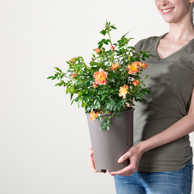 BLUME2000 Apricot Beetrose Bienenweide in Rosa - Bild 1