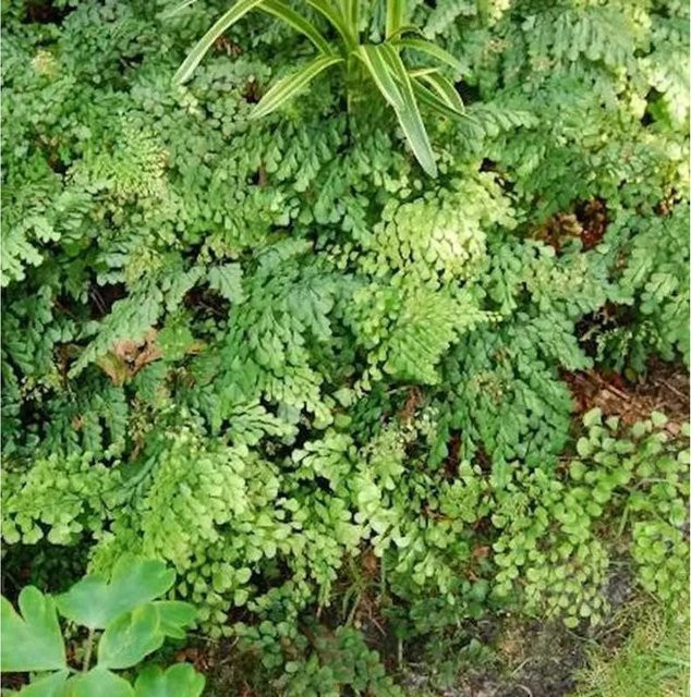 Adiantum venustum Venushaarfarn als grüne Staude für den Garten im Topf - Bild 1