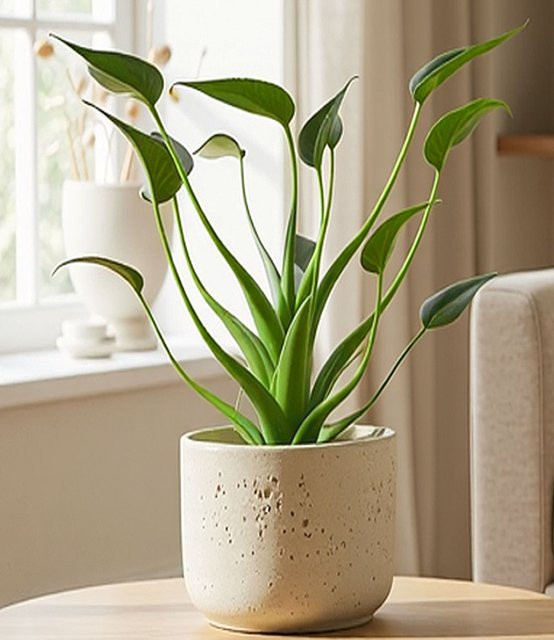 Alocasia Tiny Dancers Zimmerpflanze - Bild 1