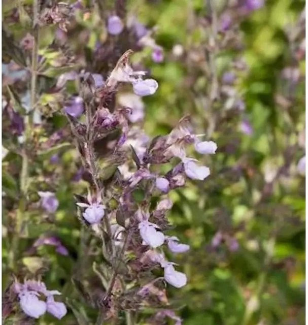 Teucrium hyranicum Gamander Paradise Delight Kaukasus-Pflanze in Rot und Lila - Bild 1