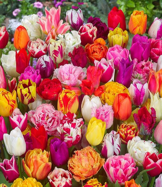 70 Tulpenzwiebeln Festival Mix - Bild 1