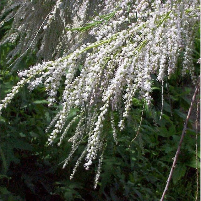 Sommertamariske Tamarix ramosissima Strauch in Pink und Rot, Höhe: 100-125 cm - Bild 1