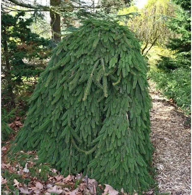 Trauer Hängefichte Picea abies Inversa von Nr-01.de, grüne Konifere für Garten und Steingärten - Bild 1