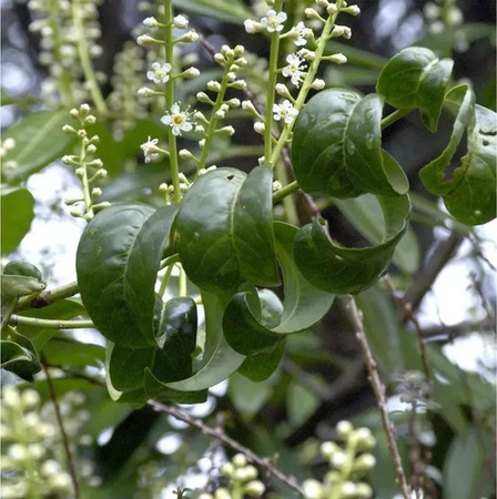 Kirschlorbeer Cameliifolia Prunus laurocerasus als Heckenpflanze in Grün und Weiß, Höhe: 40-60 cm