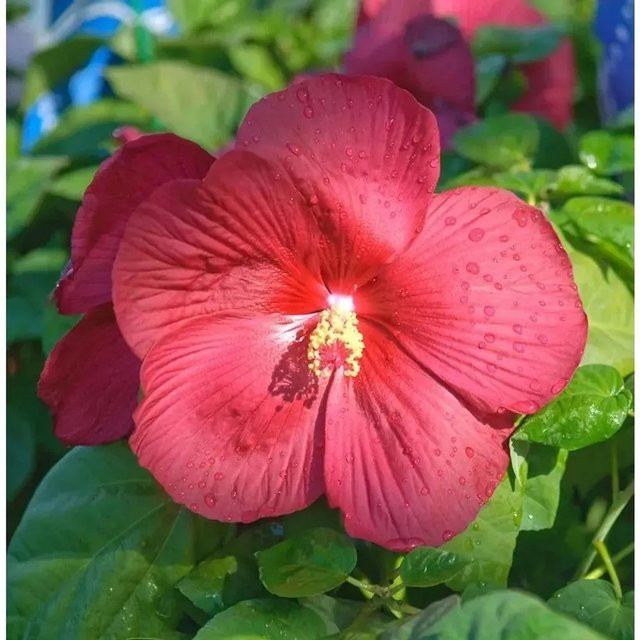 Staudeneibisch Hibiscus moscheutos Summerific Summer in Paradise, rote Blüten, 30-40 cm - Bild 1