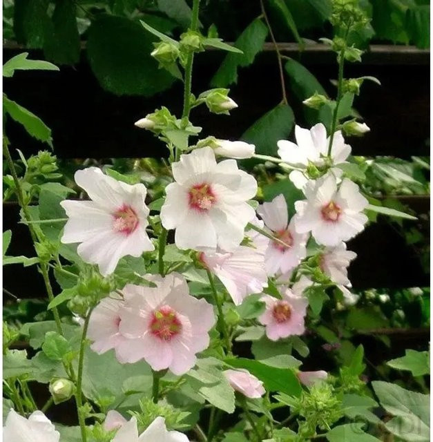 Buschmalve Barnsley Lavatera Olbia als Zierstaude für deinen Garten - Bild 1