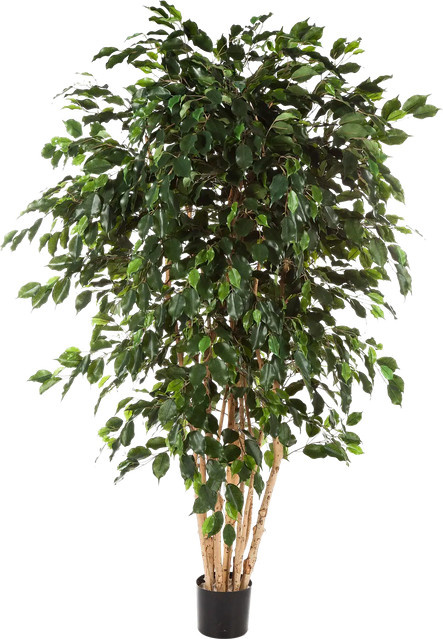 Künstlicher Ficusbaum Valerius von artplants in Grün, Höhe: 180 cm - Bild 1