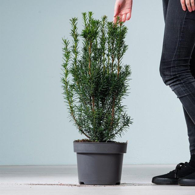 Taxus baccata 'Hicksii' Heckenpflanze von BLUME2000 - Bild 1