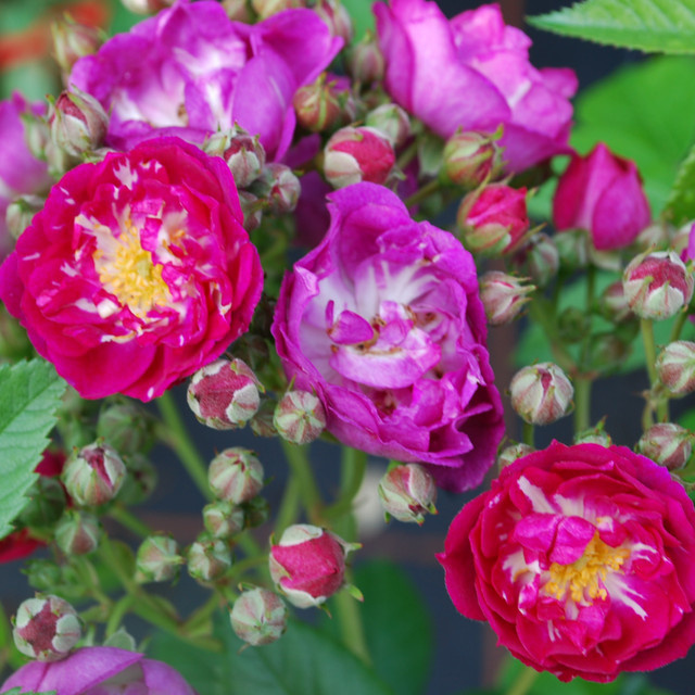 Kletterrose Perennial Blue in Rosa und Violett für deinen Garten und Balkon - Bild 1