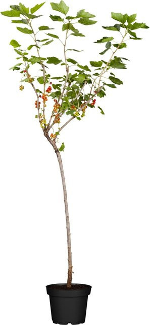 GROW by OBI Bio Rote Johannisbeere Ribes rubrum als Fußstamm - Bild 1