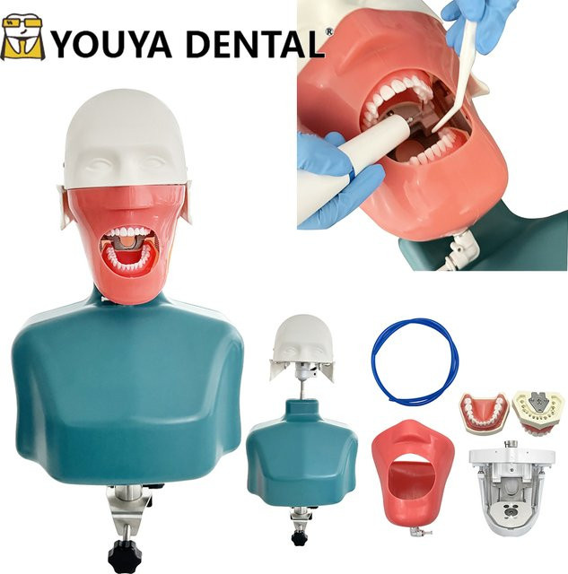 YOUYA DENTAL Dental Manikin Phantom Kopf Dental Simulator, mit Schulter Körper - Bild 1