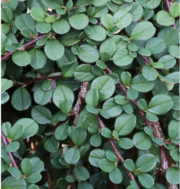 Teppichmispel Cotoneaster microphyllus als grüner Bodendecker für den Garten, 30-40 cm - Bild 1