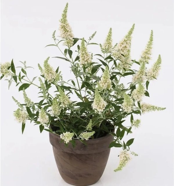 Sommerflieder Buddleja Nanho White in Weiß als Zierstrauch für den Garten - Bild 1