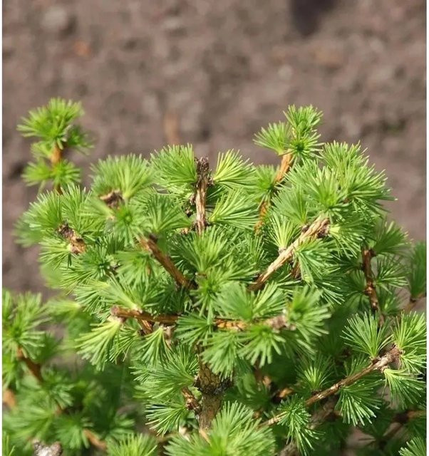 Hochstamm Ostamerikanische Lärche Larix laricina von Nr-01.de, Höhe: 80-100 cm - Bild 1