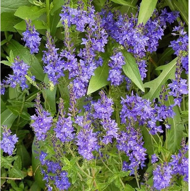 Österreichischer Ehrenpreis Veronica austriaca Stauden in Knallblau - Bild 1