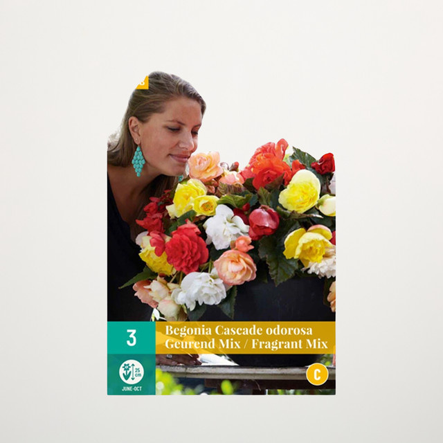 Duft-Begonien Odorosa Fragrant Mix von BLUME2000 mit 3 Knollen - Bild 1