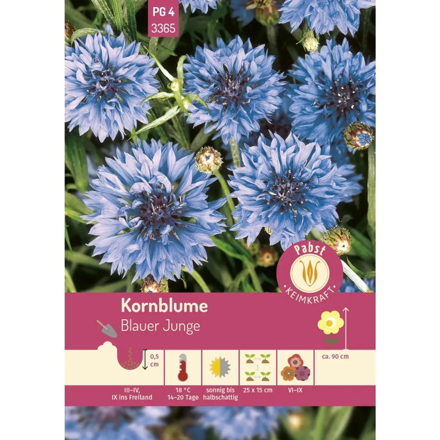 Pabst Keimkraft Kornblume Blauer Junge Saatgut - Bild 2