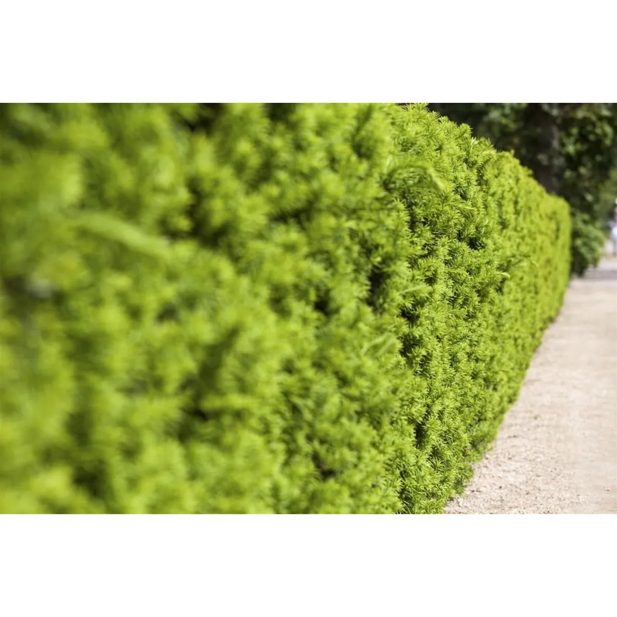 Taxus media Hicksii Eibenhecke als grüner Strauch für den Garten, Höhe: 60-80 cm - Bild 2