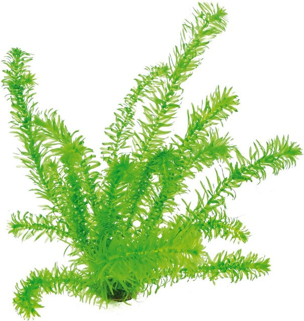 Dennerle Egeria Densa tropische Aquariumpflanze für Aquarium und Gartenteich - Bild 1