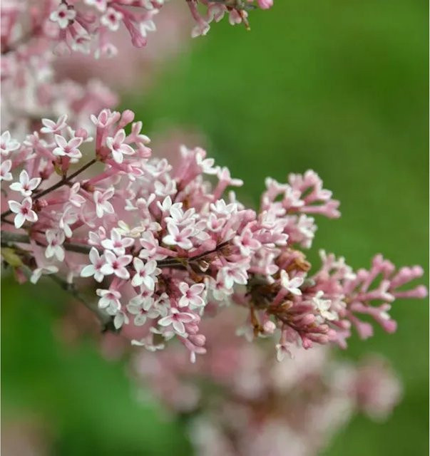 Syringa microphylla Flieder in Lila als Strauch von Die Nr-01.de - Bild 1