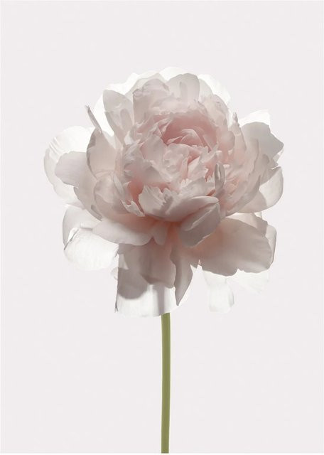 Komar Wandbild Rose in Pink, Paper Poster, Breite: 30 cm, Höhe: 40 cm - Bild 1