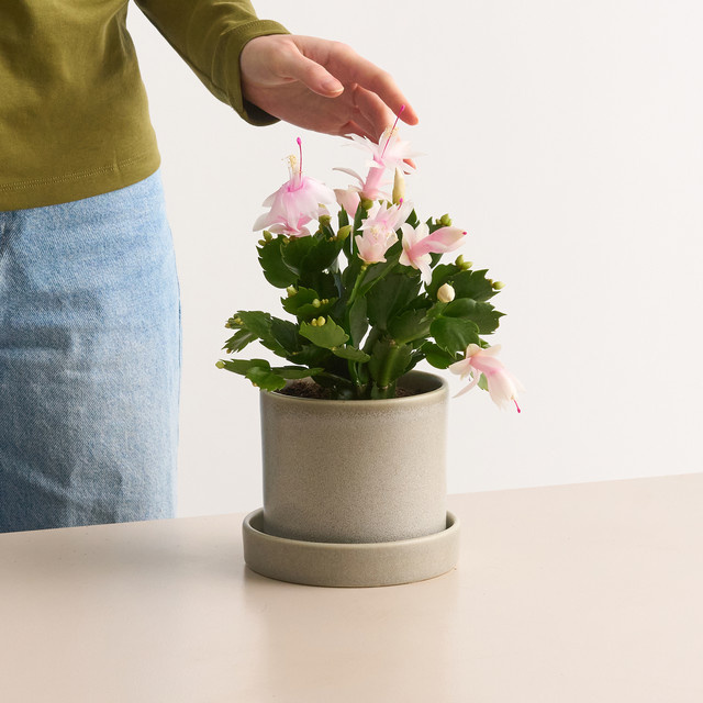 Weihnachtskaktus Schlumbergera von BLUME2000 in Weiß - Bild 1