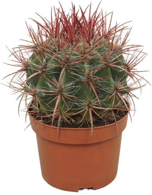 Exotenherz Ferocactus stainesii Roter Teufelszungen Kaktus als pflegeleichte Zimmerpflanze im 12 cm Topf - Bild 1