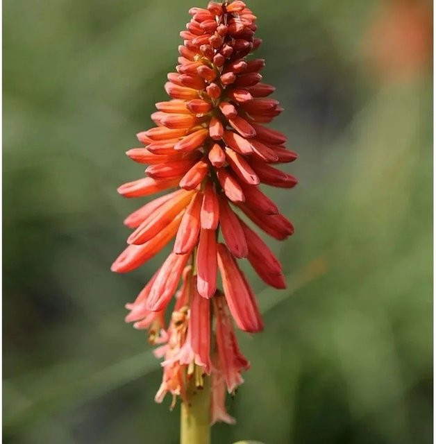 Kniphofia uvaria Fackellilie Orange Vanilla Popsicle Stauden Beetpflanze in Orange - Bild 1