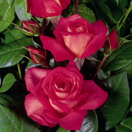 Kletterrose Shogun von BLUME2000 in Rosa mit Blütezeit von Juni bis Oktober
