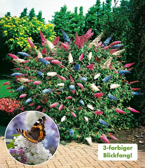 Sommer-Flieder Papillion Tricolor - Bild 1