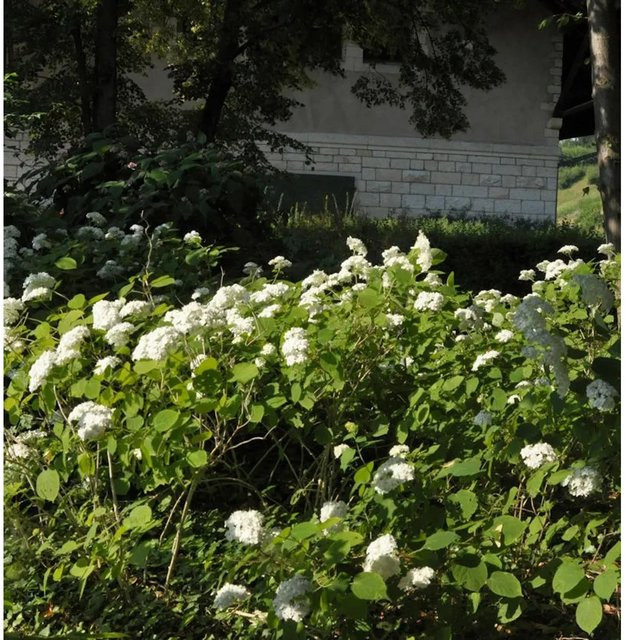 Ballhortensie Lime Rickey Hydrangea arborescens in Weiß und Lime von Nr-01.de (30-40 cm) - Bild 1