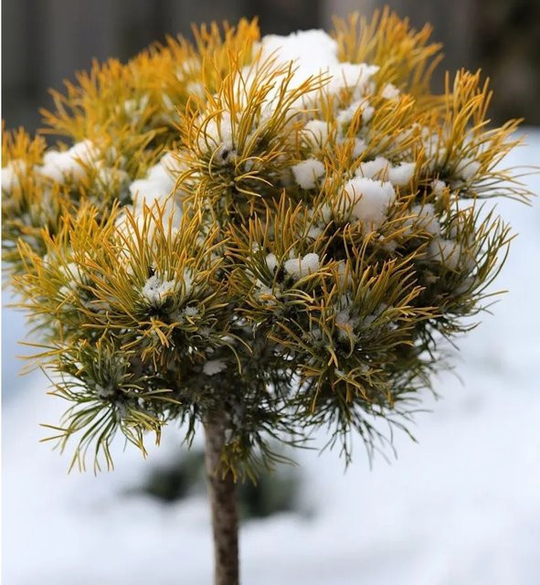 Wintergelbe Zwergbergkiefer Pinus mugo Hochstamm von Nr-01.de, grün, Höhe: 40-60 cm - Bild 1