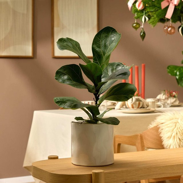 BLUME2000 Geigenfeige Ficus als grüne Zimmerpflanze für hellen Standort - Bild 1