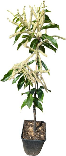 Esskastanie Castanea sativa als Obstbaum zum Anpflanzen - Bild 1