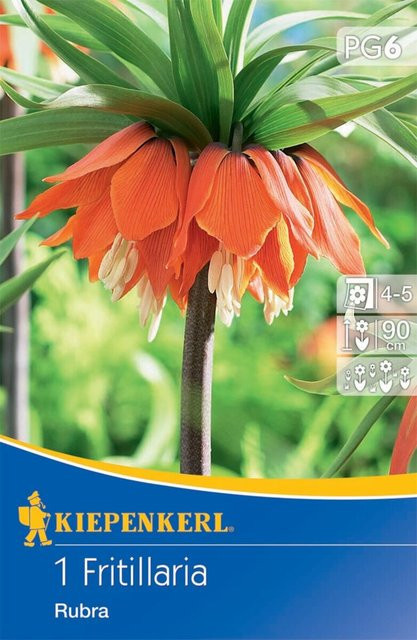 Kaiserkrone Rubra Blumenzwiebel, 1 Stück, orange und mehrfarbig, von Mein schöner Garten Shop - Bild 1