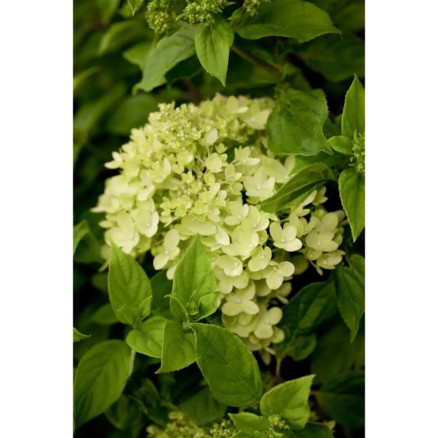 Hydrangea Paniculata Rispenhortensie Little Lime pflegeleichte Pflanze für Sommer und Herbst 40-60 cm - Bild 2