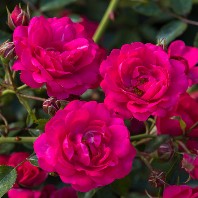 Rosen-Halbstamm Rody von Tantau in Rosa, Höhe: 60 cm - Bild 1